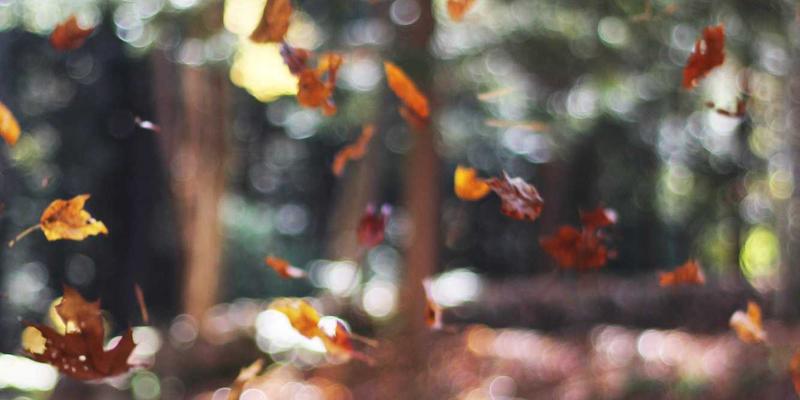 互动剧的未来:世纪盛年TV如何以分支叙事技术重塑用户参与感